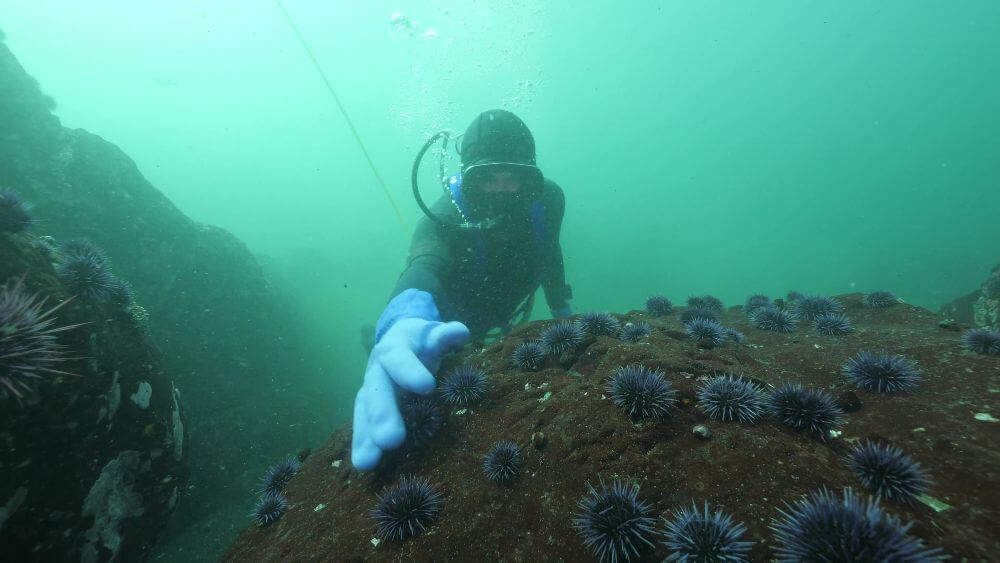 Commercial urchin diver harvesting purple urchins