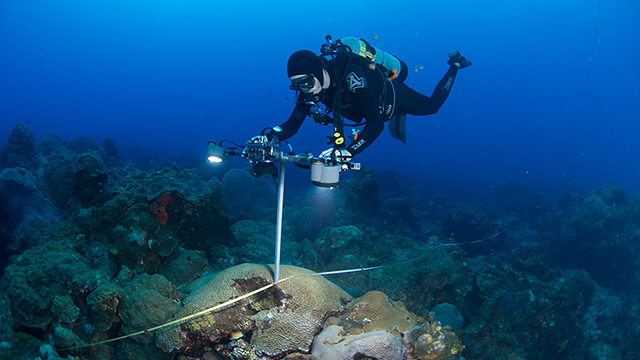 diver photographing the coral reef