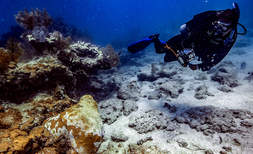 diver near diseased coral