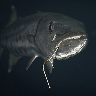 barracuda with a hook in its mouth