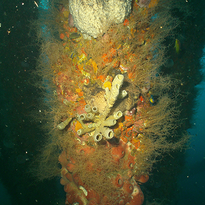 invertebrates growing on old rig structure