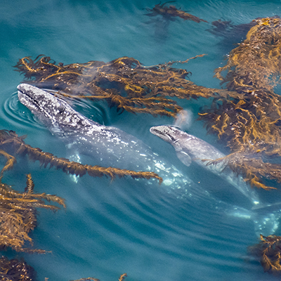 gray whale and calf