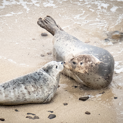 harbor seal mother and pup
