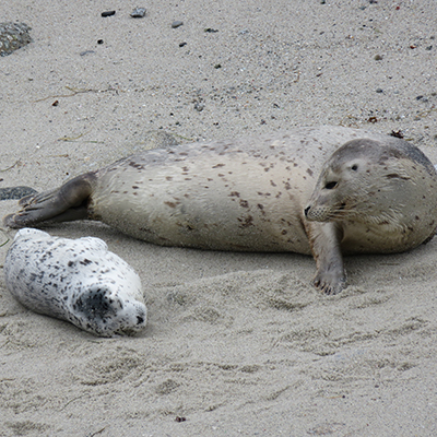 harbor seal mother and pup