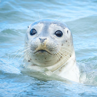 young harbor seal