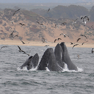 humpback whales lunge feeding