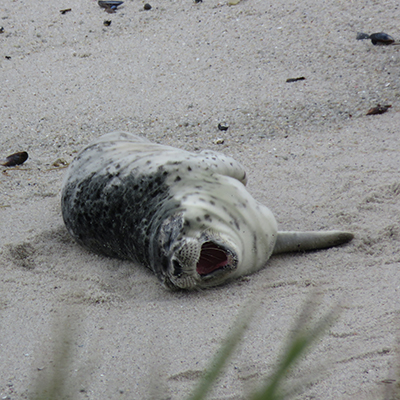 newborn harbor seal