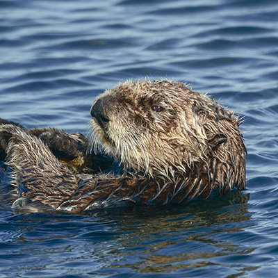 southern sea otter
