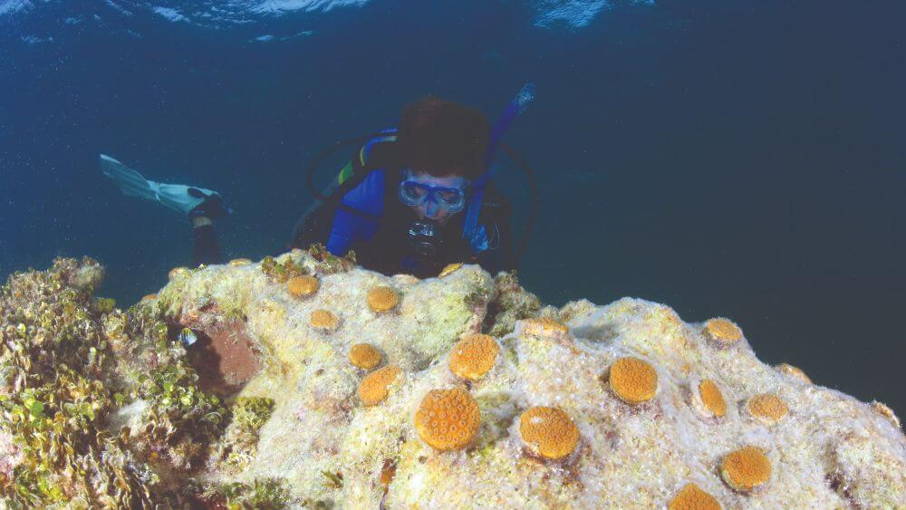 Florida Keys National Marine Sanctuary Research Coordinator, Andy Bruckner, surveys young coral outplants at Looe Key Sanctuary Preservation Area. Photo: Matt McIntosh/NOAA