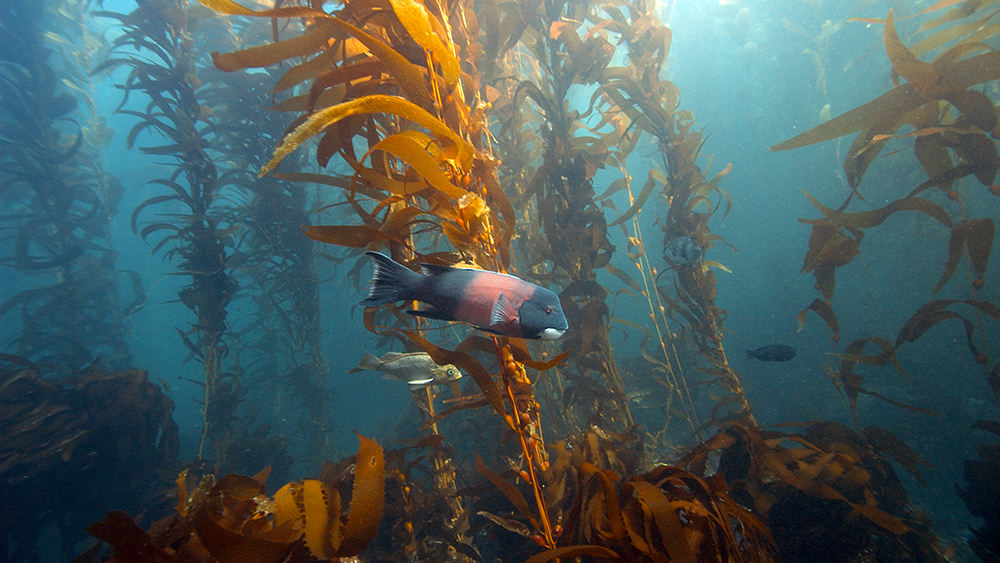 sheephead fish in kelp forest