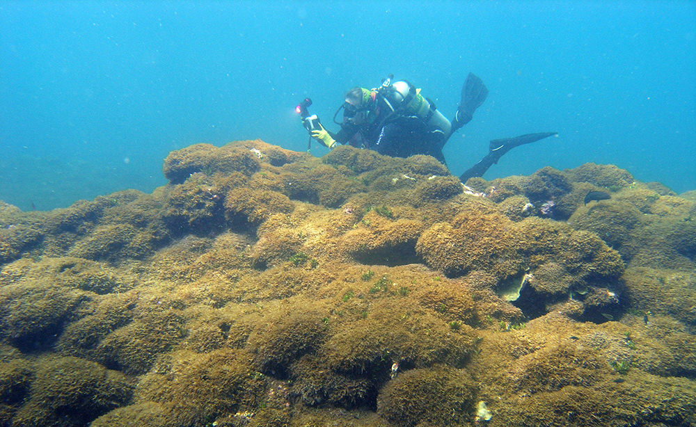 diver documenting algae that covers coral