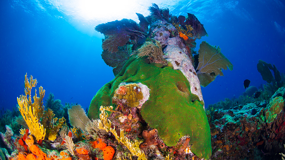 healthy colorful corals and other invertebrates