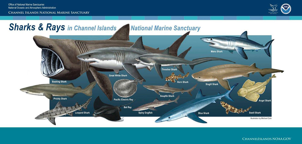 poster showing many sharks