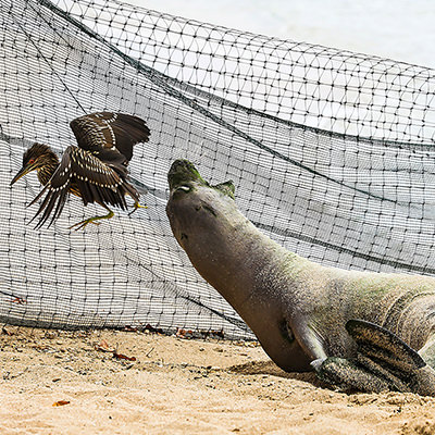 hawaiian monk seal chasing a bird away from her pup