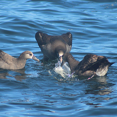 gray albatrosses eating on the ocean surface