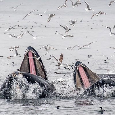 humpback whales and birds feeding on anchovies