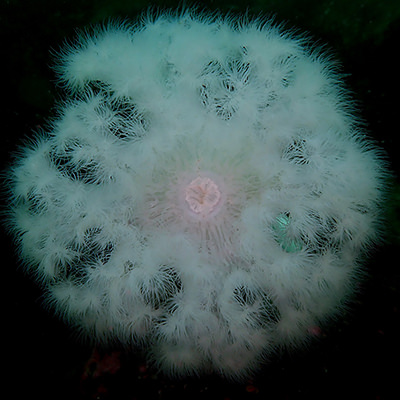 giant plumose anemone