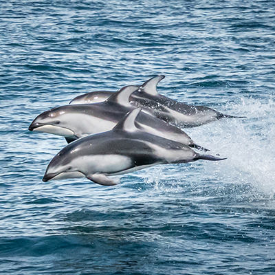three pacific white sided dolphins