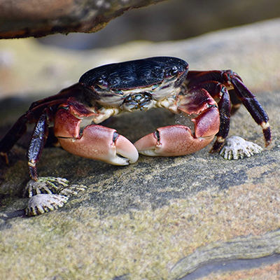 a crab on a rock