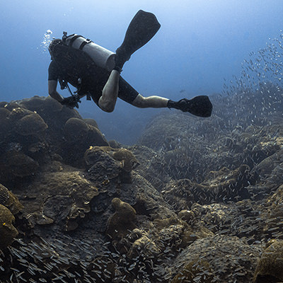 diver swimming near coral