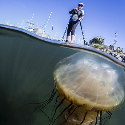 paddleboarder over a jellyfish