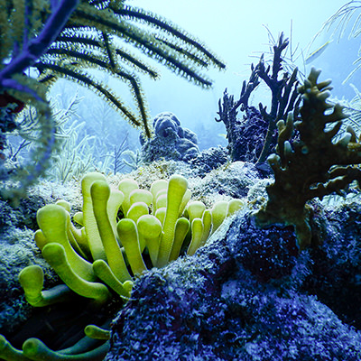icoral reef with sea anemone
