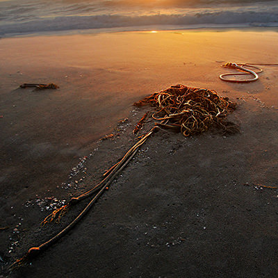 bull kelp on beach