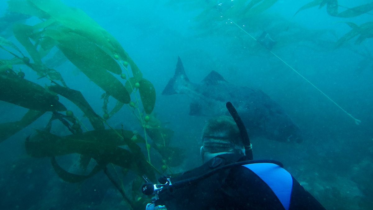 a diver approaches a giant sea bass