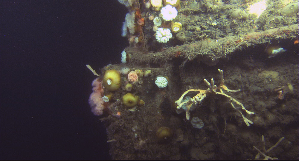 invertebrates growing on a shipwreck