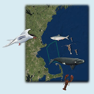 Graphic marking an area off the coast of massachusetts and showing some animals that live there