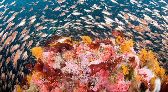 Fish swarm around bright corals