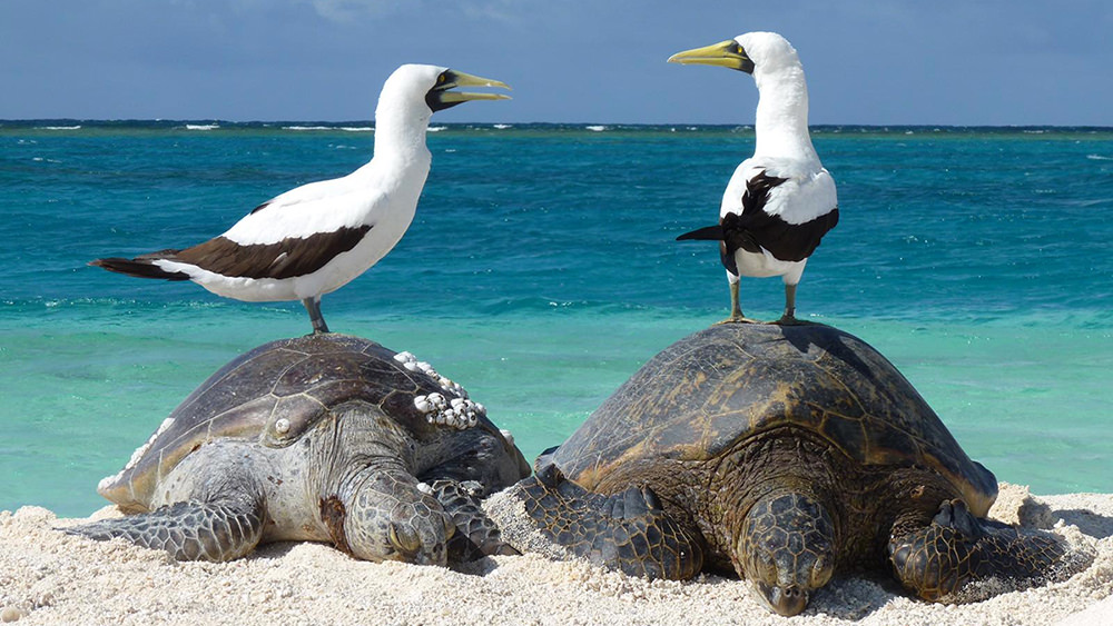 two birds standing on two green sea turtles