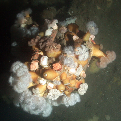 anemones on a shipwreck