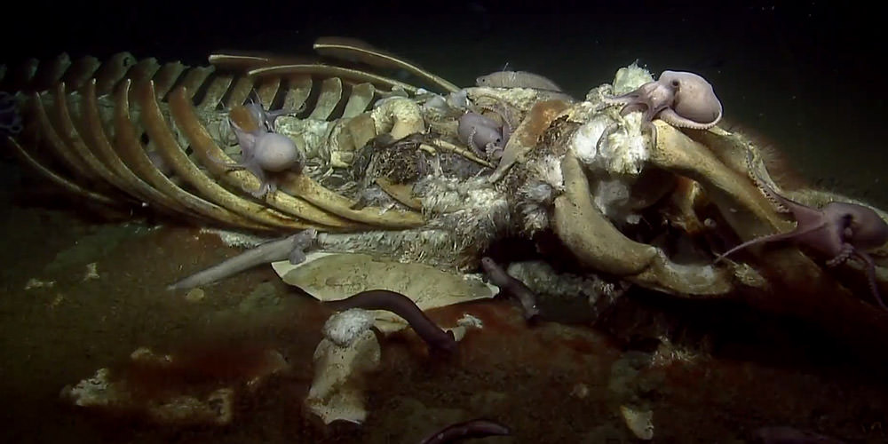a submerge whale skeleton covered in octopuses