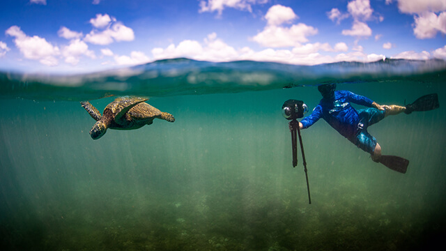 A diver swims behind a sea turtle with a 360 degree camera