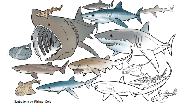 illustration of sharks to color