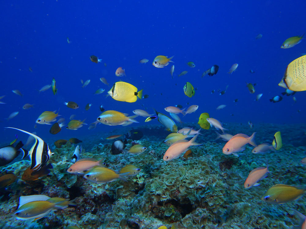 colorful fish over a reef