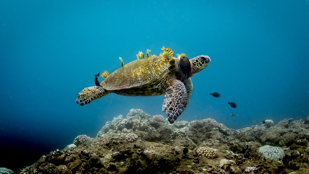 turtle floating underwater with yellow fish around