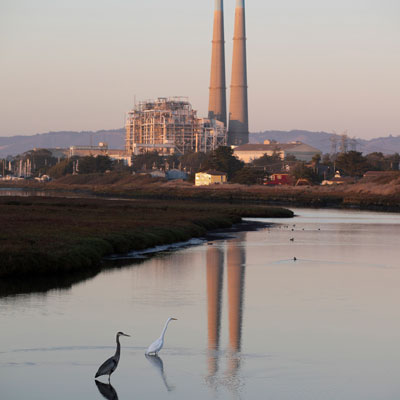 Heron and egret by power plant