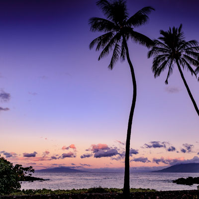 Palm trees in front of a sunset on the ocean