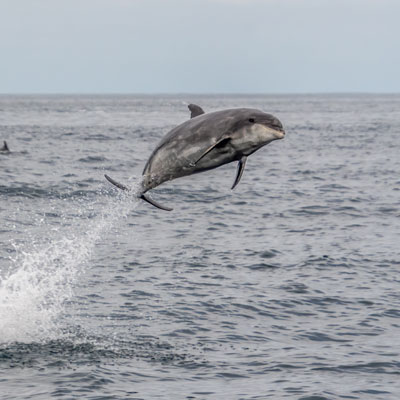 Dolphin leaping out of the water
