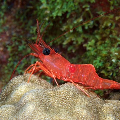 red night shrimp