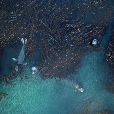 seals in kelp