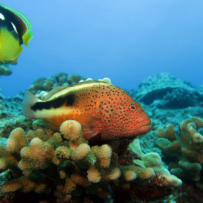fish on a reef
