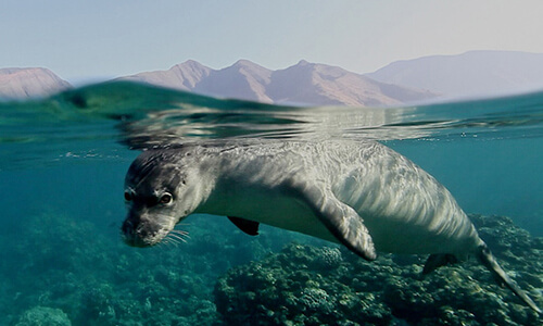 A monk seal just below the surface of the water.