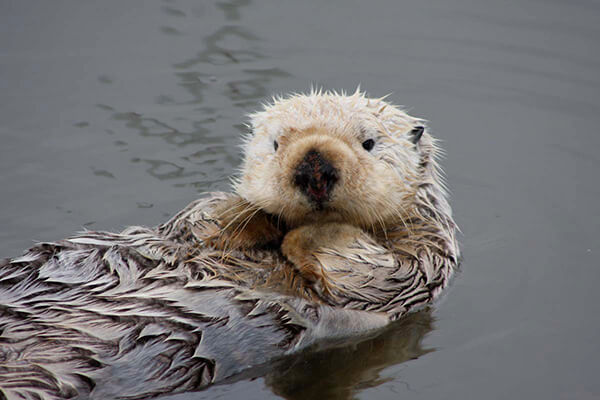 a sea otter floats on its back