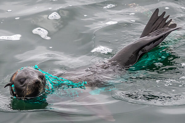Seal in the water entangled in a fishing net