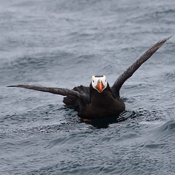 A puffin floats on water and spreads its wings