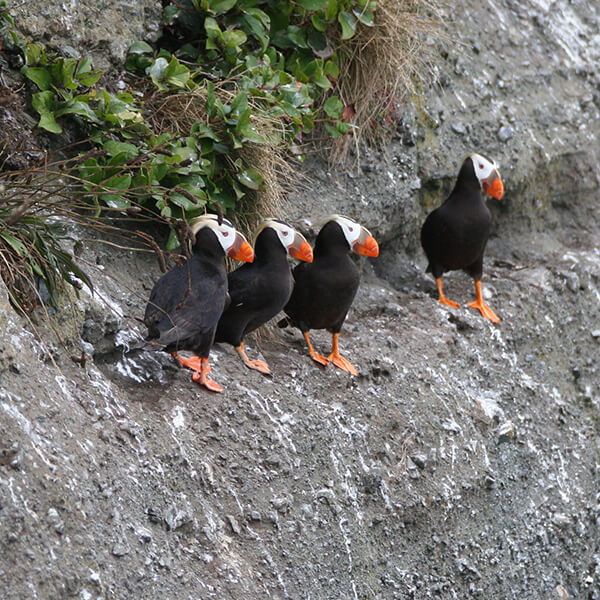 A puffins styand on a steep cliff