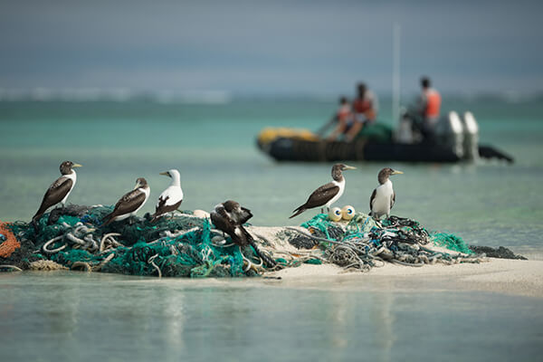 Birds sit on fishing nets on a sandbar